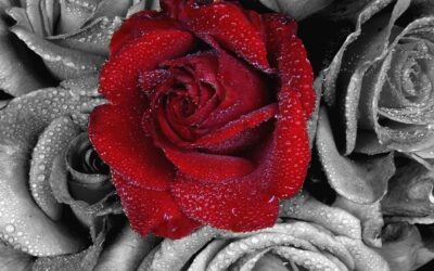 DAS GESETZ DER LIEBE