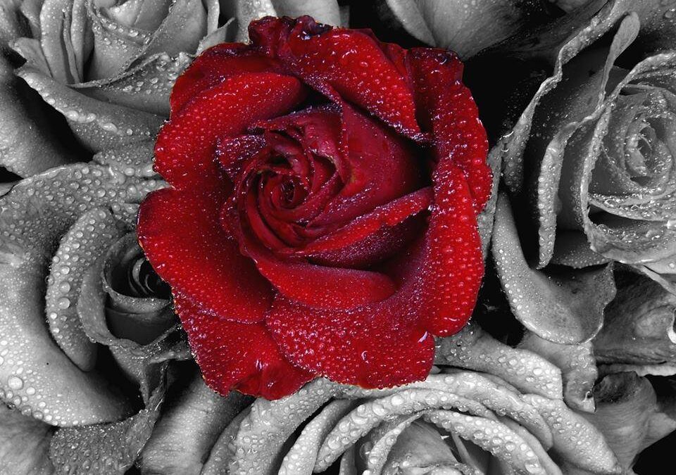 DAS GESETZ DER LIEBE