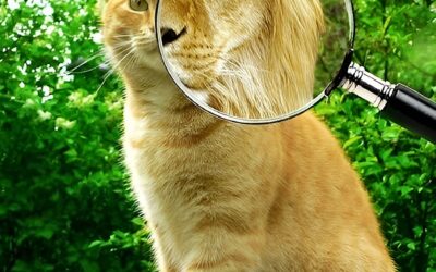 GEISTIGE FÄHIGKEITEN