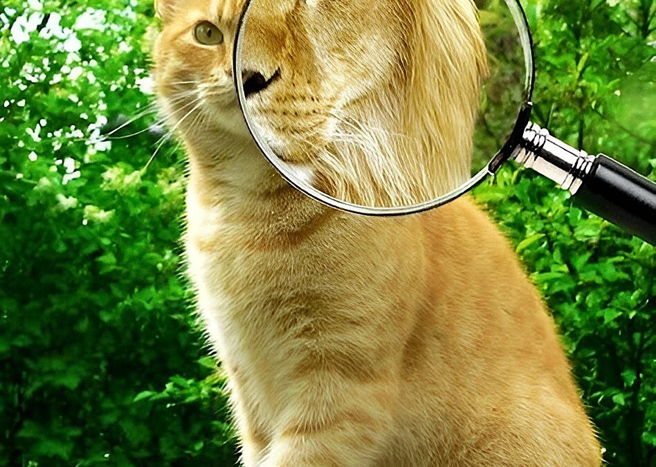 GEISTIGE FÄHIGKEITEN