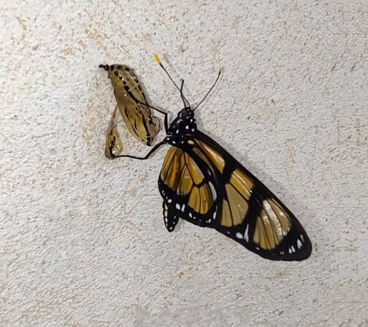 ALLES MUSS NEU WERDEN