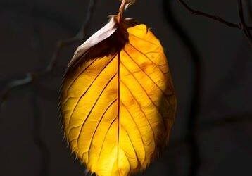 DAS WERTVOLLSTE ERBE