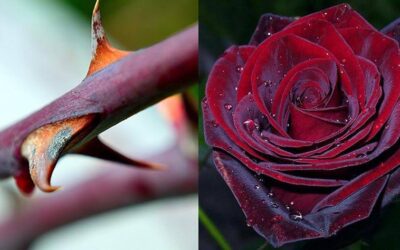 DIE AUSSTRAHLUNG DER LIEBE