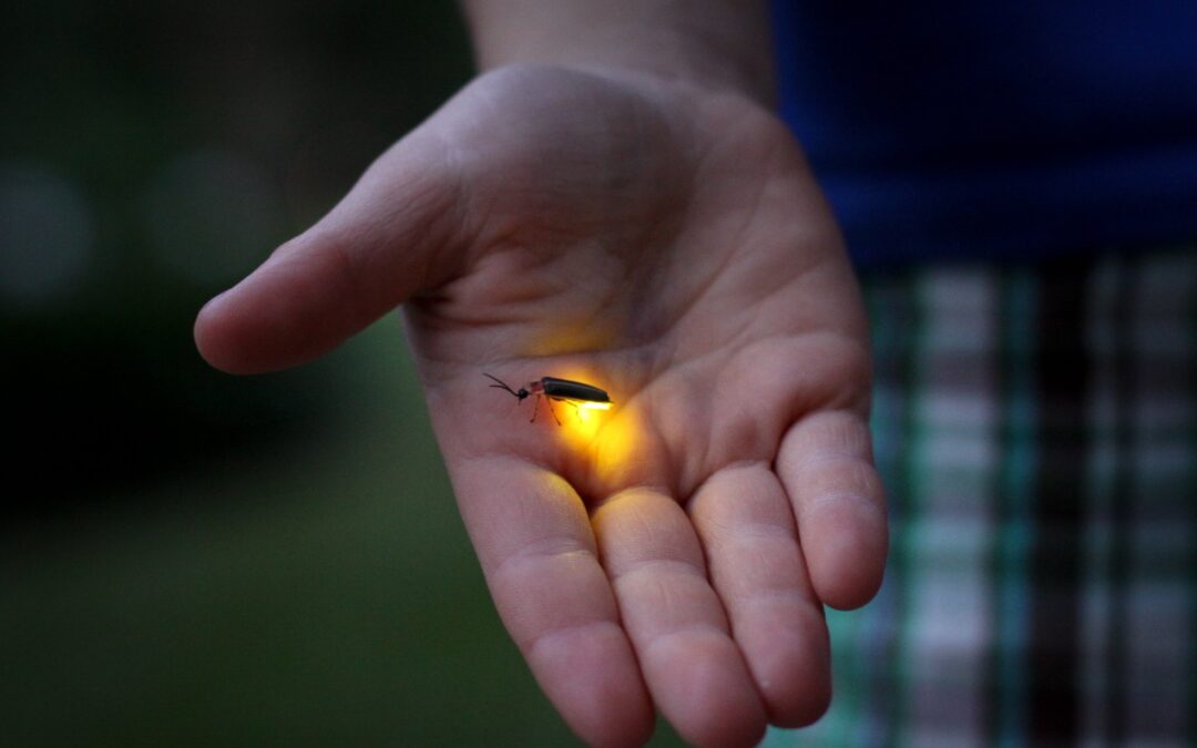 IN DER SCHÖPFUNG IST NICHTS ÜBERFLÜSSIG