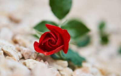 LIEBE: GEGENMITTEL GEGEN NEUROSE