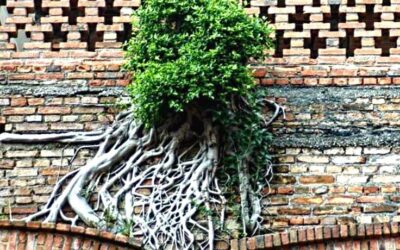 GEISTIGE WEITERENTWICKLUNG