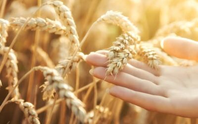 HERR DES EIGNEN SCHICKSALS