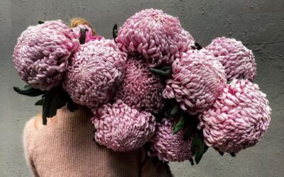 GEISTIGE SCHWERKRAFT