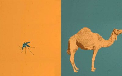 DIE MÜCKE UND DAS KAMEL