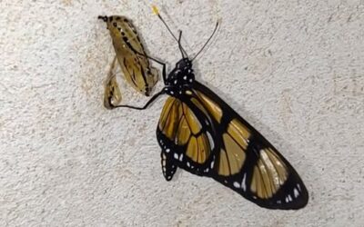 ALLES MUSS NEU WERDEN