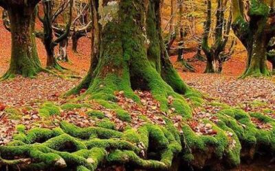 VERSUCHUNGEN DER WELT