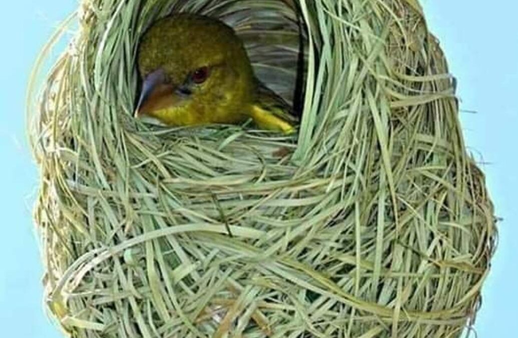 BAUMATERIAL: PFLANZENFASERN, WERKZEUG, EINE KLEINE SPITZHACKE UND VIEL ENTSCHLOSSENHEIT