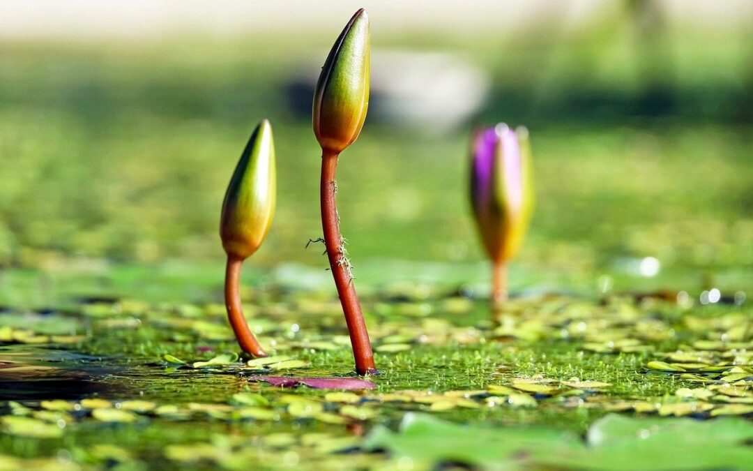 DEFIZIT DER NATUR