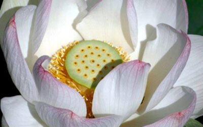 DIE SYMBOLIK DER LOTUSBLÜTE
