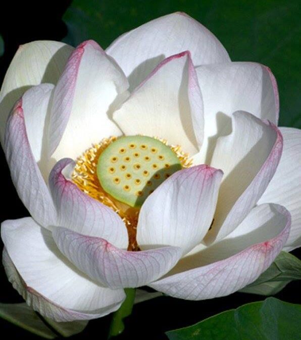 DIE SYMBOLIK DER LOTUSBLÜTE