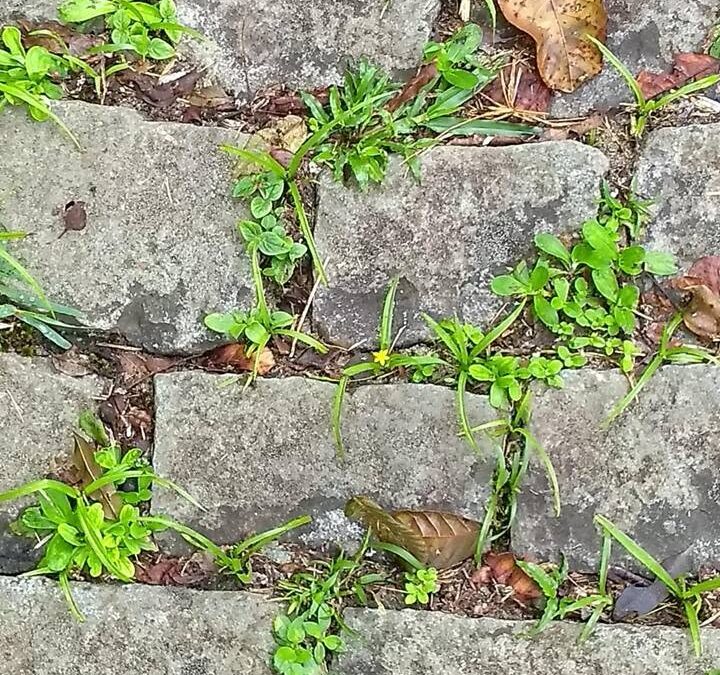 EINE WINZIGE, KLEINE BLUME