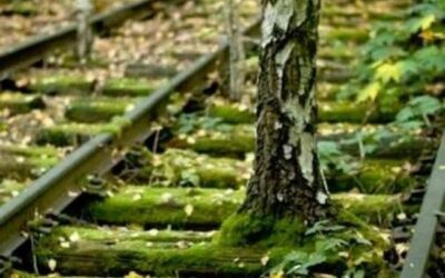 DAS LEBEN STREBT STETS NACH EVOLUTION, ENTWICKLUNG UND FRUCHTBILDUNG